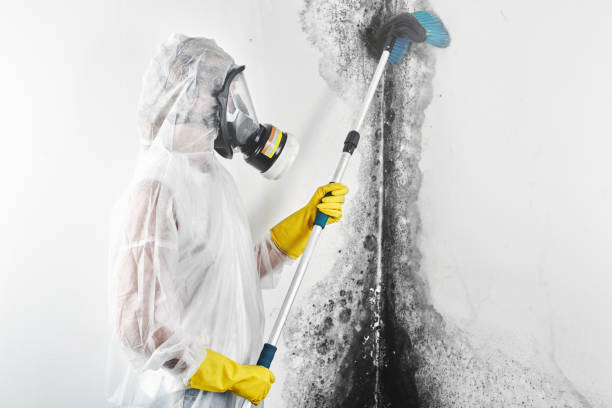 Best Black Mold Removal  in Cherry Hills Village, CO